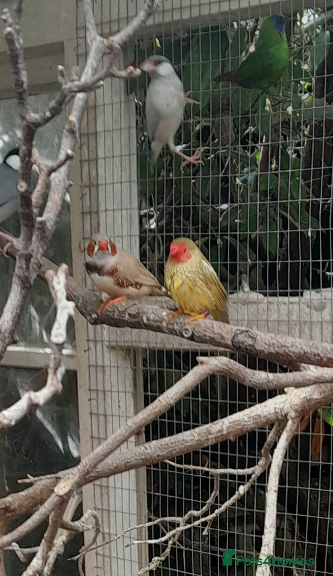 Finches birds for sale: Mixed aviary for sale.  - Image 11