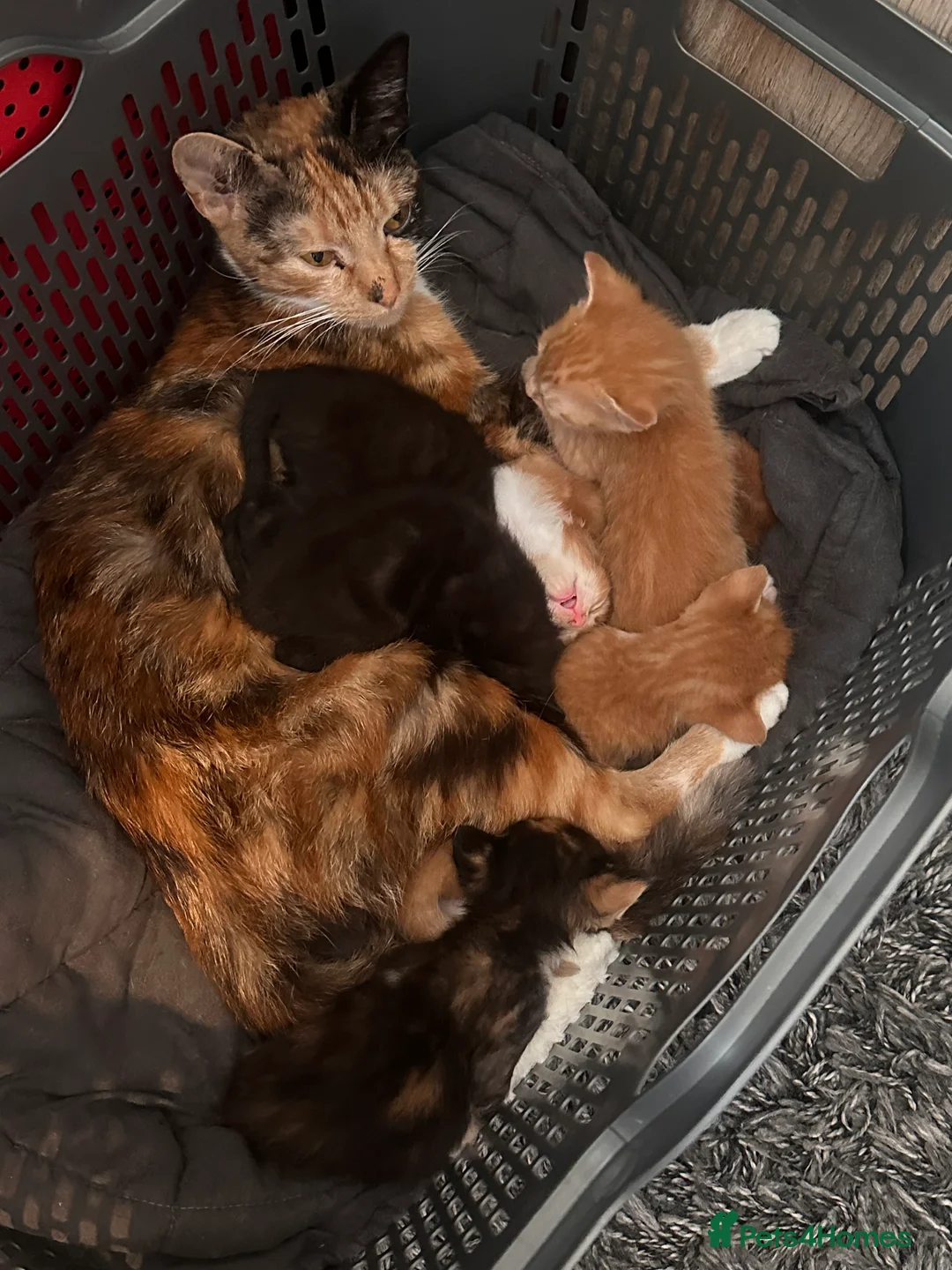 Mixed Breed cats for sale: Mixed Breed Litter - Advert 1