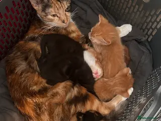 Mixed Breed cats Mixed Breed Litter - Advert 1