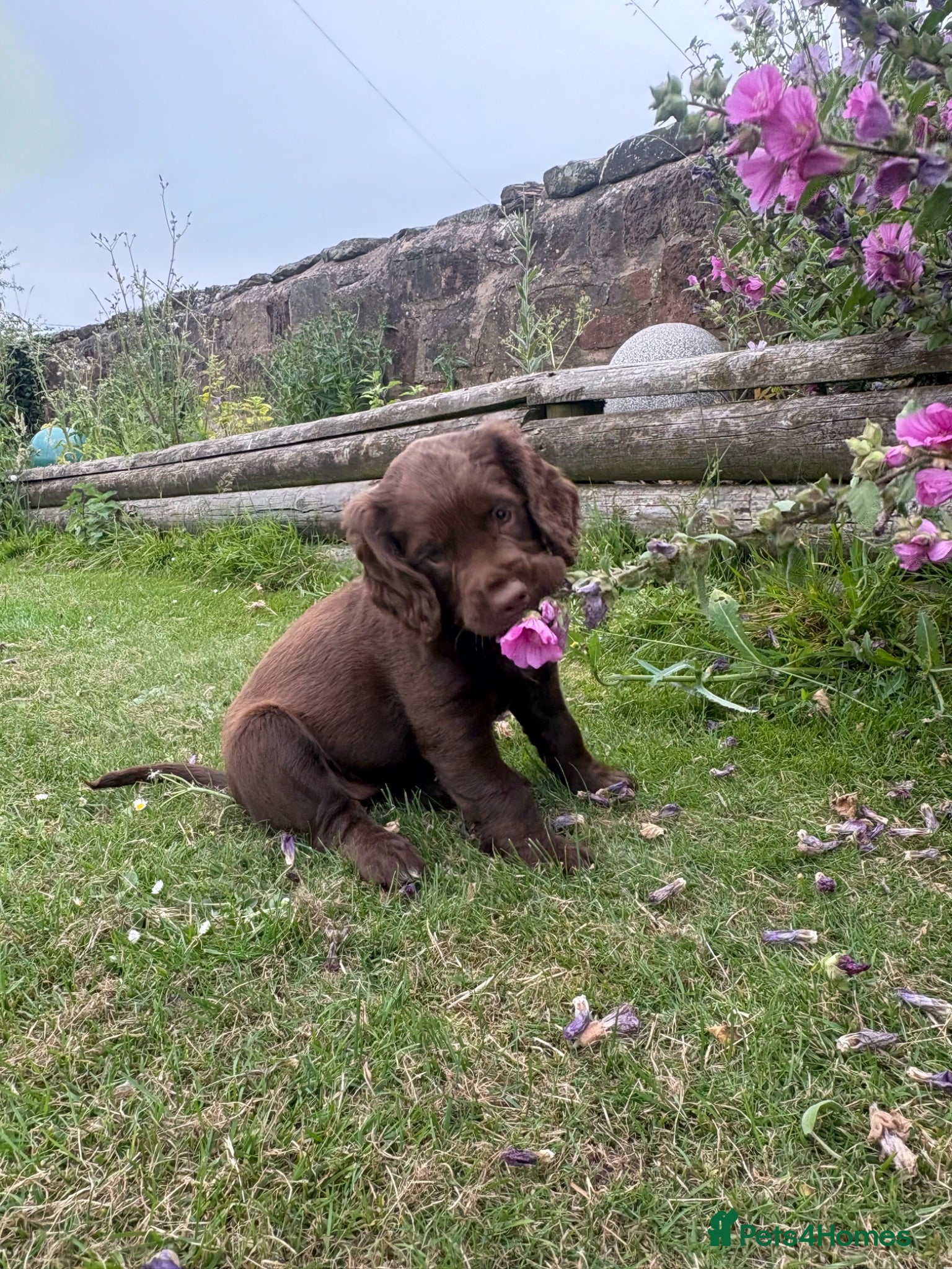 Cocker Spaniel dogs Cute cocker spaniel babies  - Advert 18