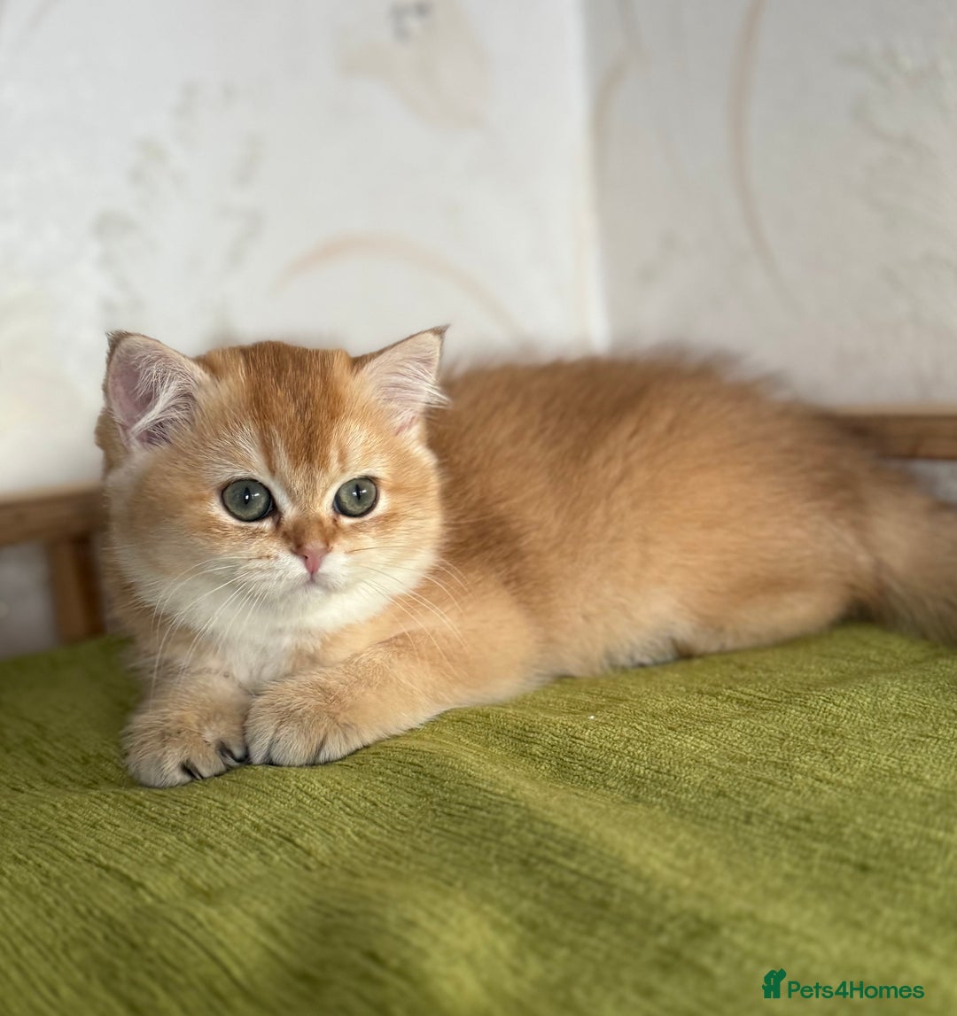 British Shorthair cats for sale: ✨ Golden BSH girls Looking for Loving Homes ✨ - Advert 9