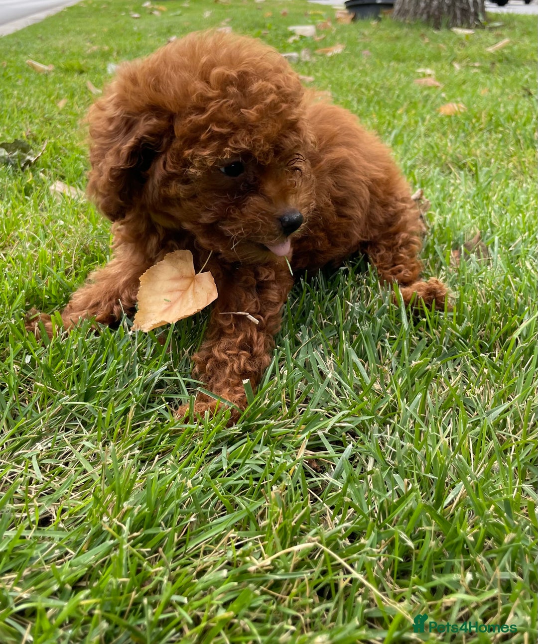 Toy Poodle dogs for sale: Poodle Toy Puppy calm, gentle, with full doc. - Image 24