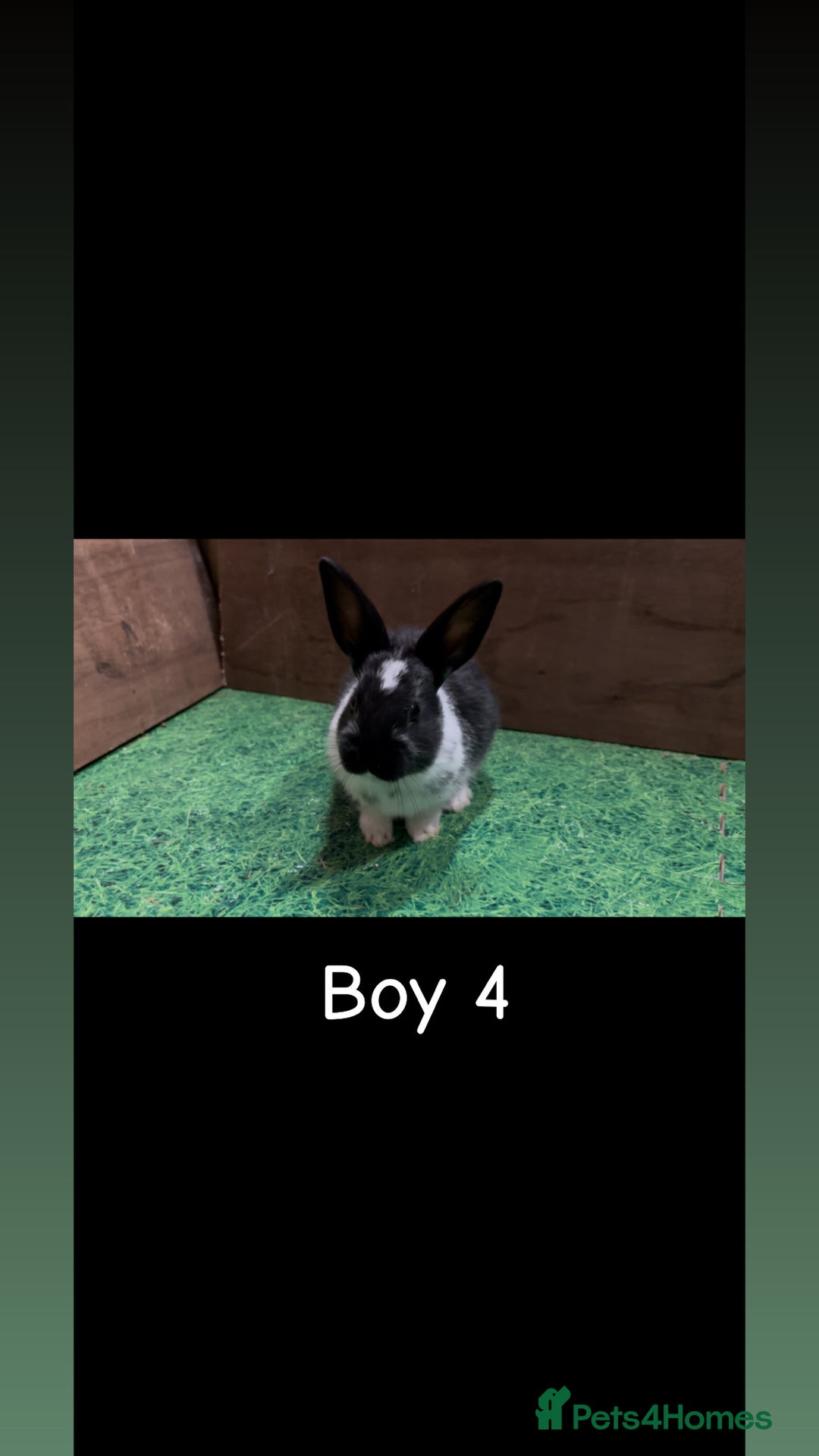 Mixed Breed rabbits for sale: 4 boy rabbits  - Advert 7