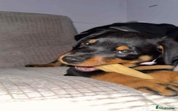 Rottweiler dogs for sale: Rottweiler Bitch Puppy for sale - Image 5