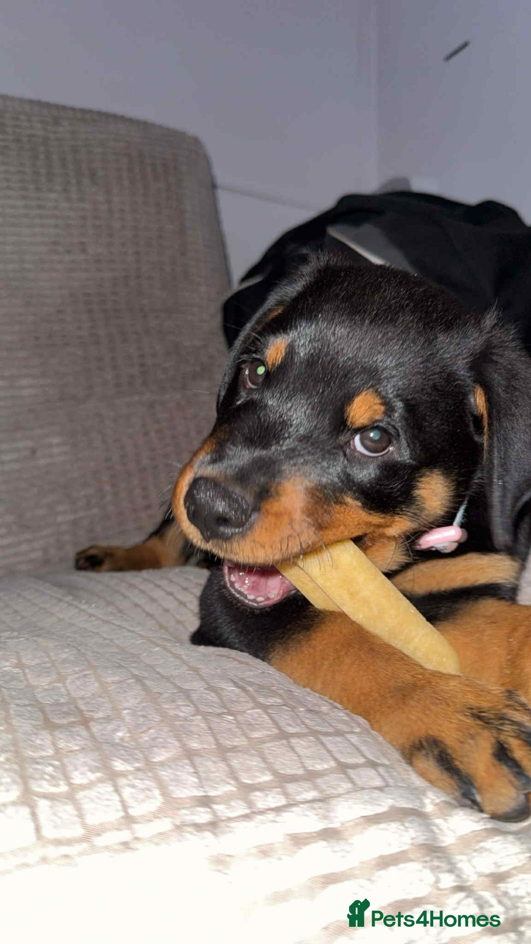 Rottweiler dogs for sale: Rottweiler Bitch Puppy for sale - Image 5