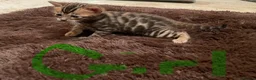 Bengal cats for sale: Tica registered bengals  in Chatham - Advert 8