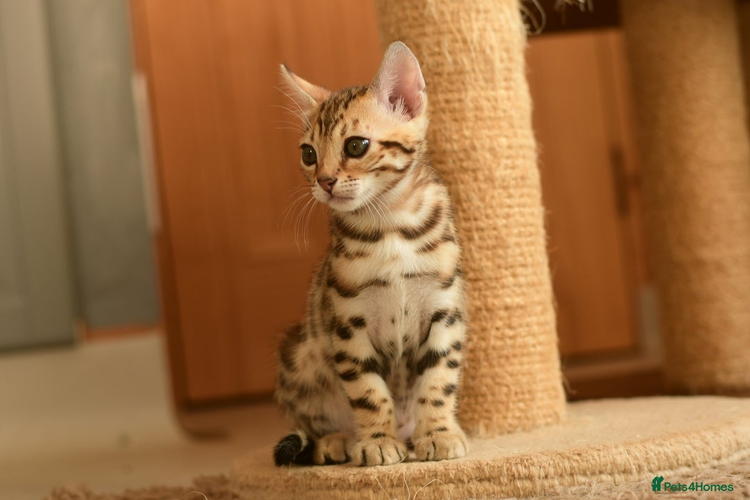 Bengal cats for sale: Show quality Bengal kittens available  - Image 11