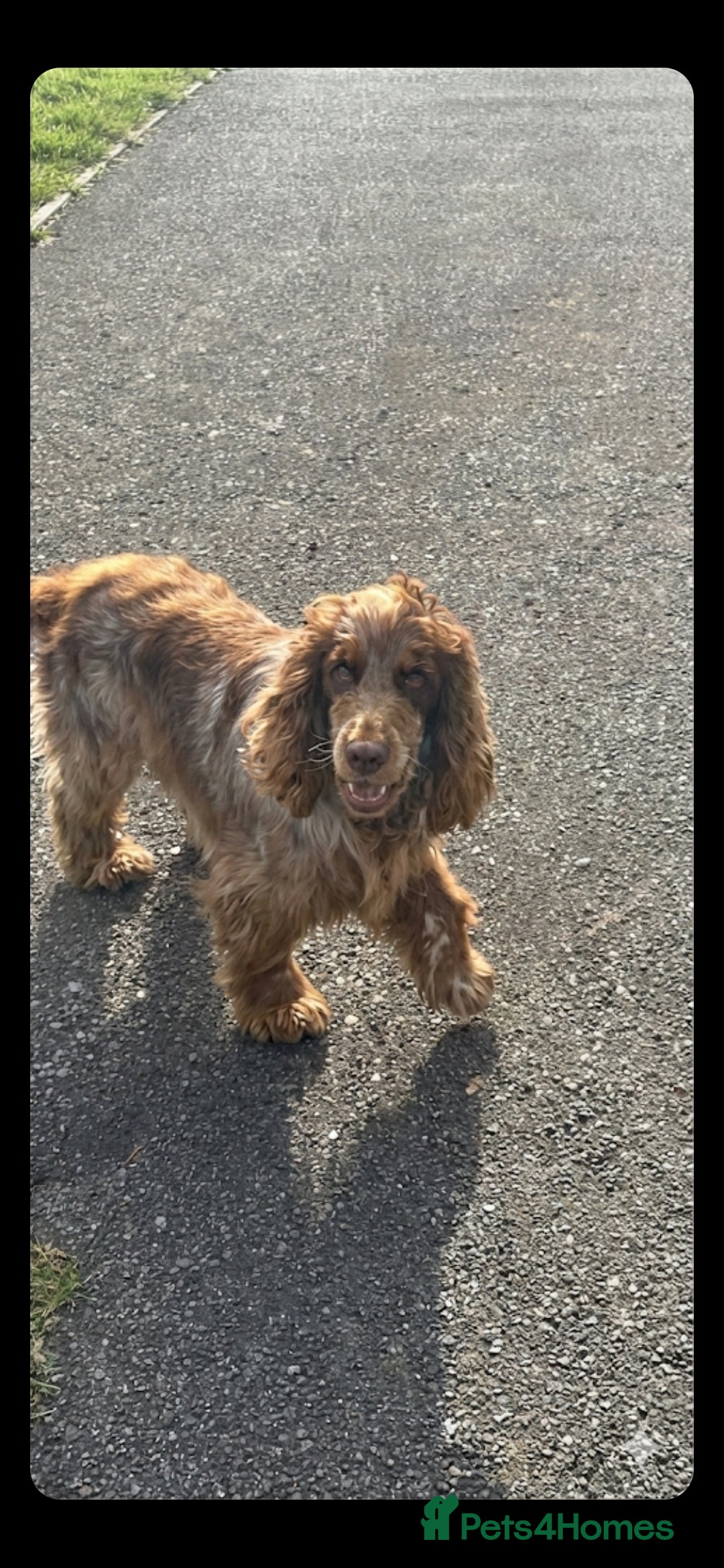 Cockapoo dogs for sale: F1 cockerpoo puppies girls - Advert 3
