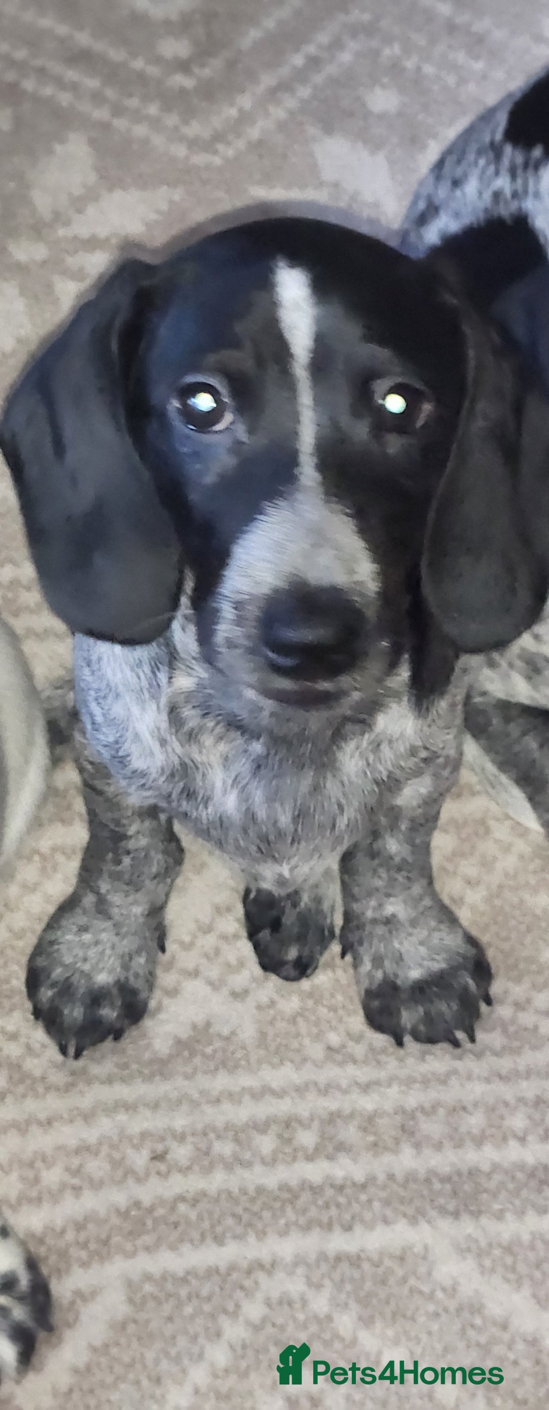 Dachshund dogs for sale: Sale of Stunning Dachshund Puppies starting at  - Image 2