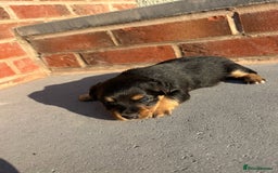 Jack Russell dogs for sale: Jack russells puppies  - Image 4