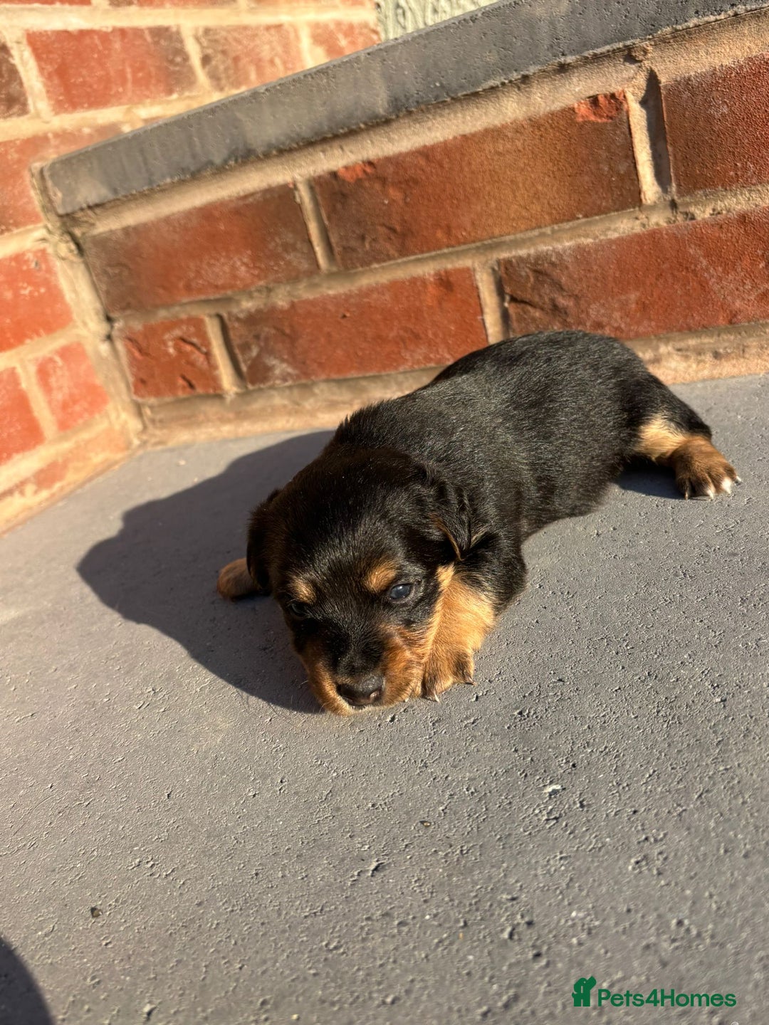 Jack Russell dogs for sale: Jack russells puppies  - Image 4