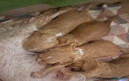 Cocker Spaniel dogs for sale: KC REGISTERED COCKER SPANIELS  - Image 2