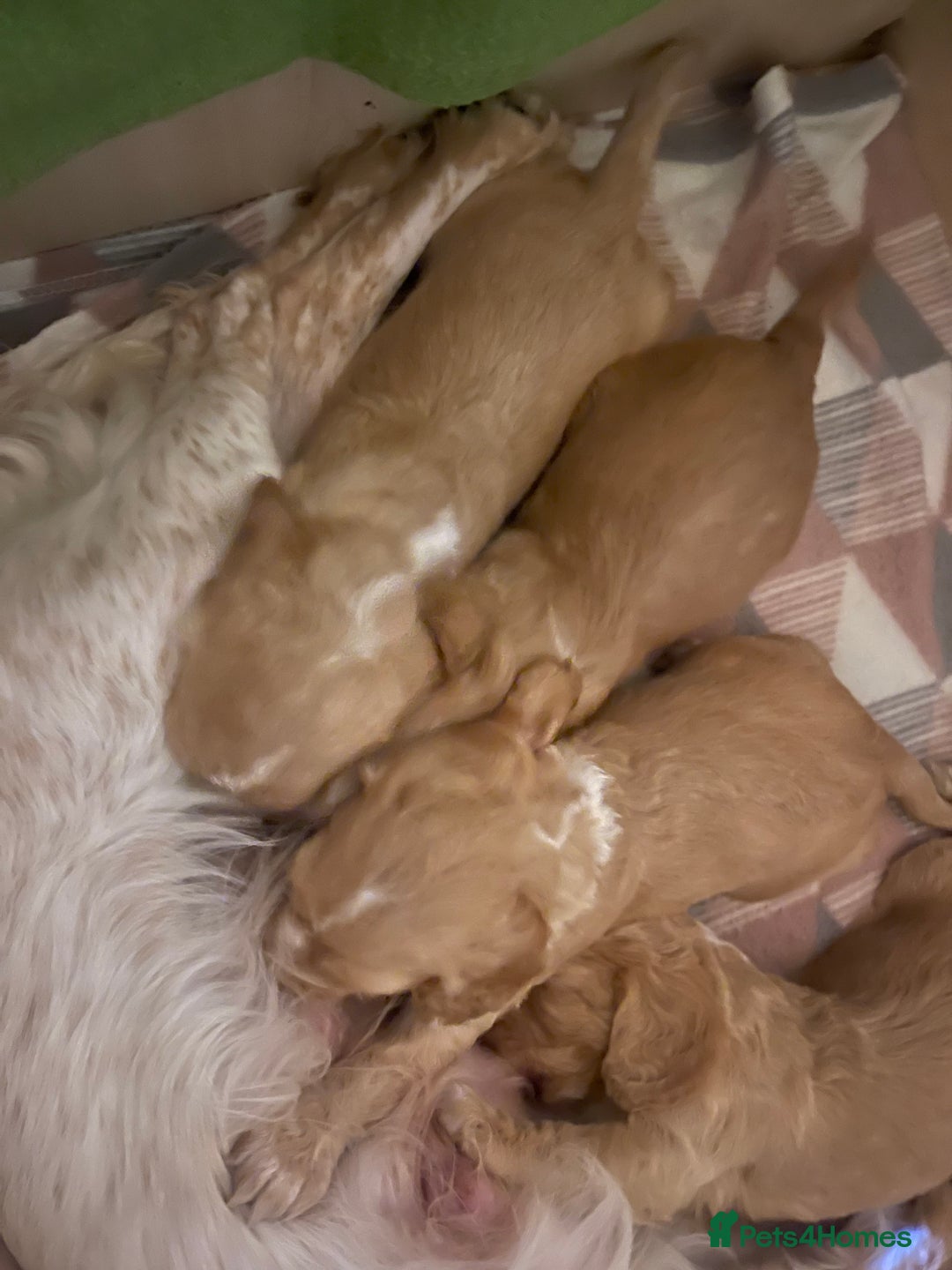 Cocker Spaniel dogs for sale: KC REGISTERED COCKER SPANIELS  - Image 2