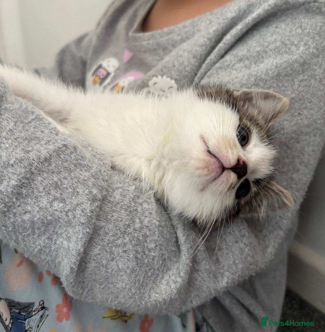 Mixed Breed cats for sale: Mixed Kittens - Image 6