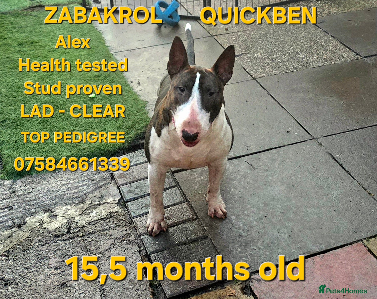 English Bull Terrier dogs TOP PEDIGREE IN UK, CRUFTS QUALIFIER, CHAMP FAMILY - Advert 1