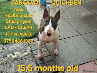 English Bull Terrier dogs TOP PEDIGREE IN UK, CRUFTS QUALIFIER, CHAMP FAMILY - Advert 6
