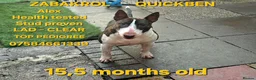 English Bull Terrier dogs for stud: "Pedigree Perfection" one of the best in the world - Advert 20