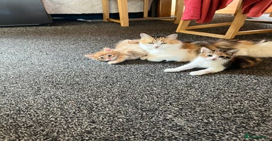 Mixed Breed cats - Advert 6