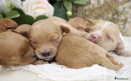 Cavapoo dogs for sale: *HEALTH TESTED* CAVAPOO PUPPIES - Image 17