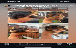 Patterdale Terrier dogs for sale: ❤️❤️Rosie & bobs litter ❤️❤️ - Image 15