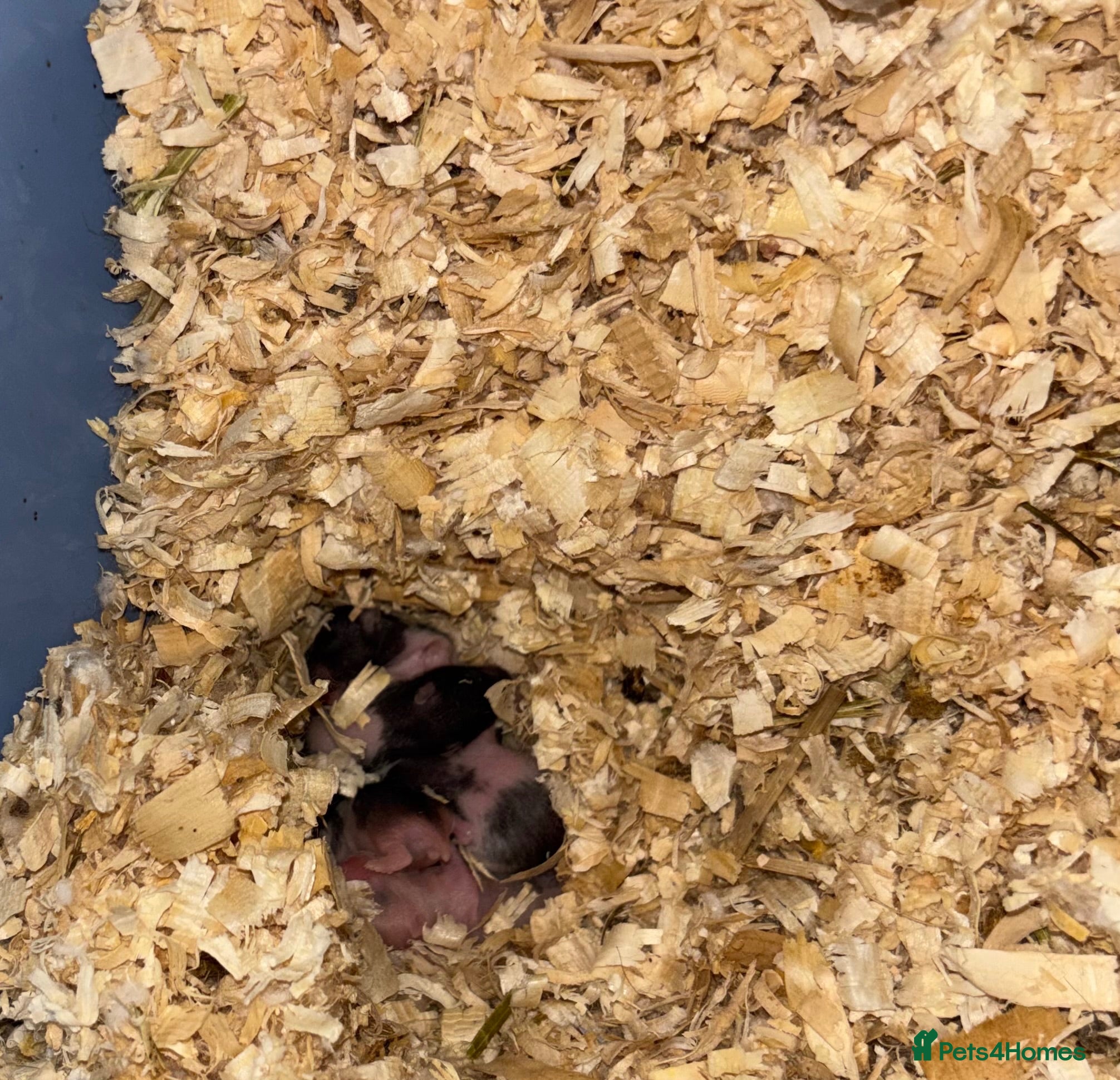 Hamster rodents Syrian Hamster Babies - Advert 6