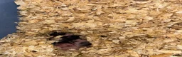 Hamster rodents for sale: Syrian Hamster Babies in Sheerness - Advert 1