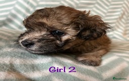 Mixed Breed dogs for sale: Beautiful Malshi-Poo Puppies (Shmoodles) ❤️ - Image 11