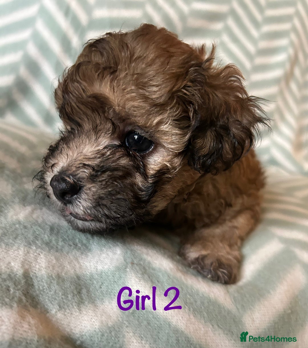 Mixed Breed dogs for sale: Beautiful Malshi-Poo Puppies (Shmoodles) ❤️ - Image 11