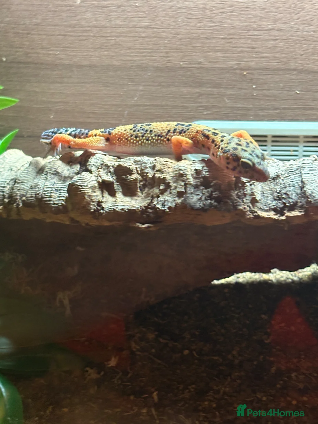 Leopard Gecko reptiles for sale: Male Leopard Gecko with Full Setup – £70 in Pulborough - Advert 2