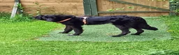 Mixed Breed dogs for adoption: Meet Merlin, currently residing in Powys in Caersws - Advert 2