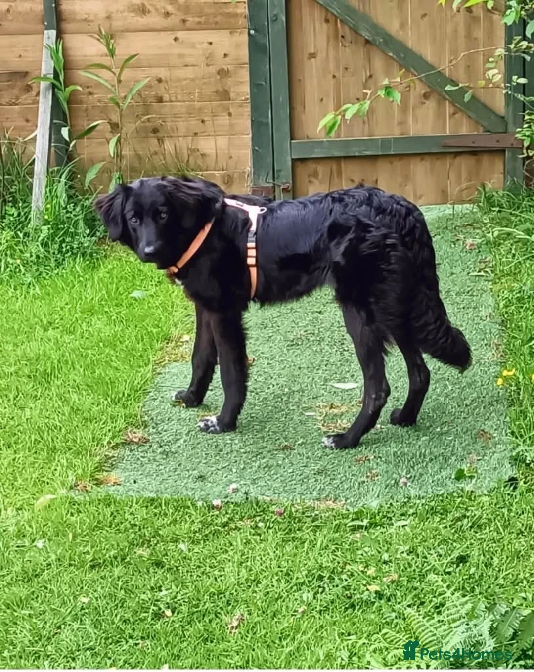 Mixed Breed dogs for adoption: Meet Merlin, currently residing in Powys in Caersws - Advert 2