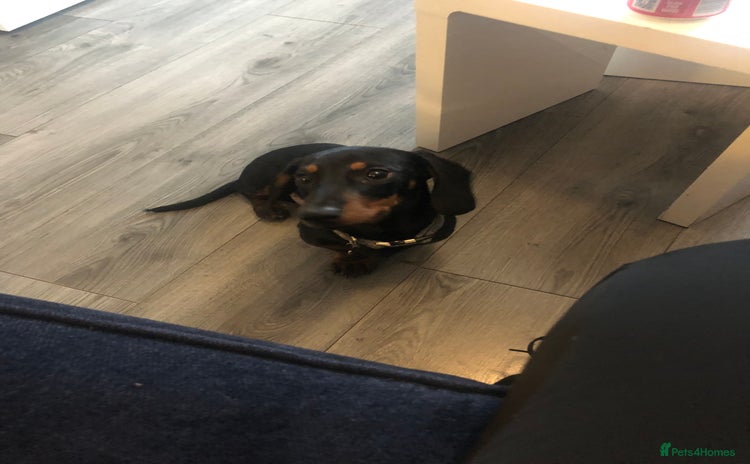 Dachshund dogs - Advert 5