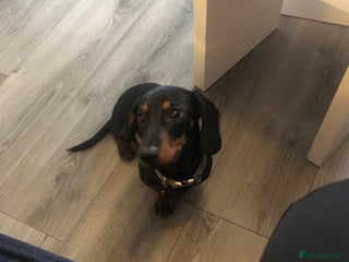 Dachshund dogs - Advert 2