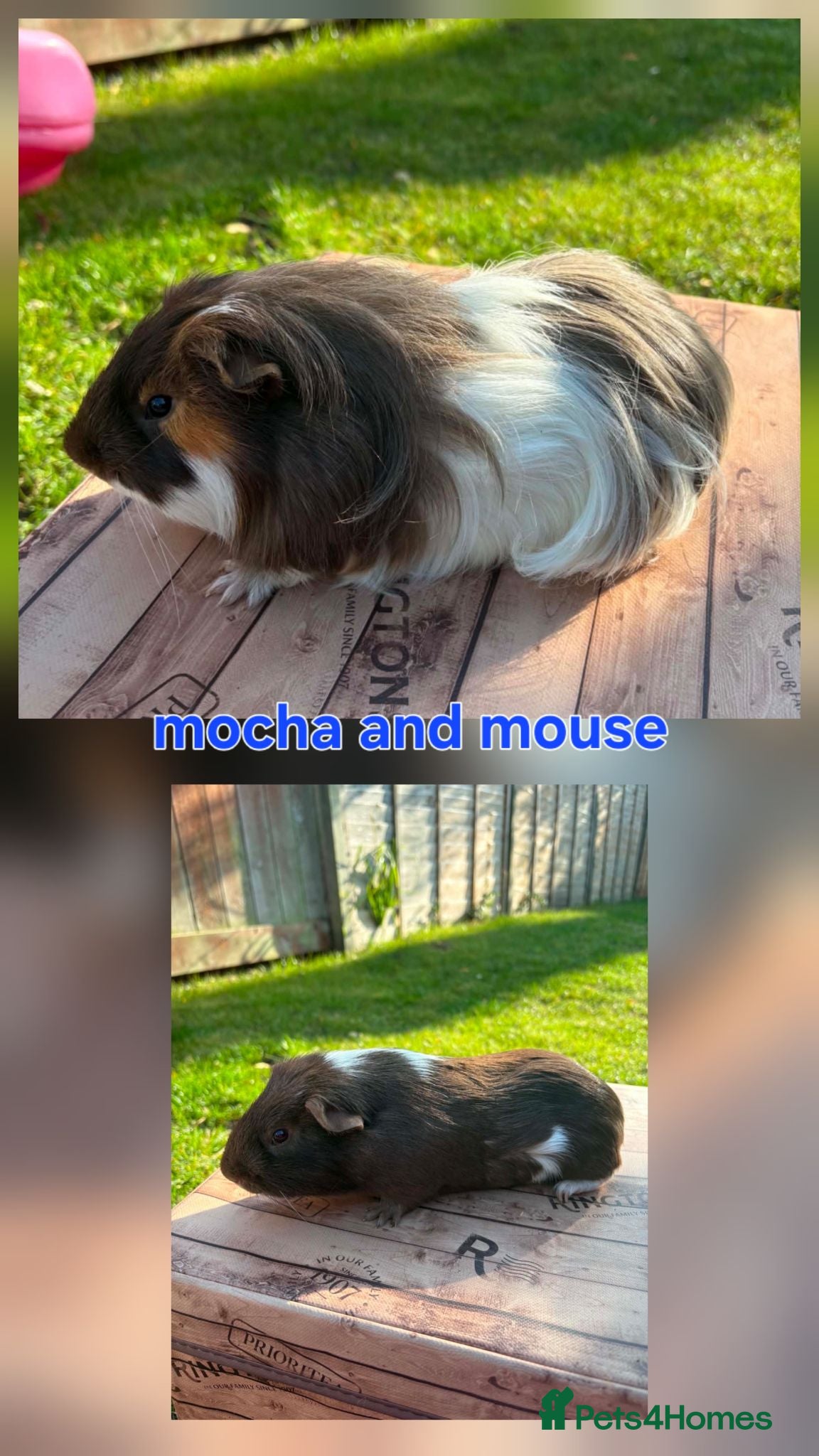 Guinea Pig rodents Lunkarya  - Advert 2