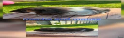 Guinea Pig rodents for sale: Lunkarya  - Advert 20