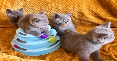 British Shorthair cats - Advert 3