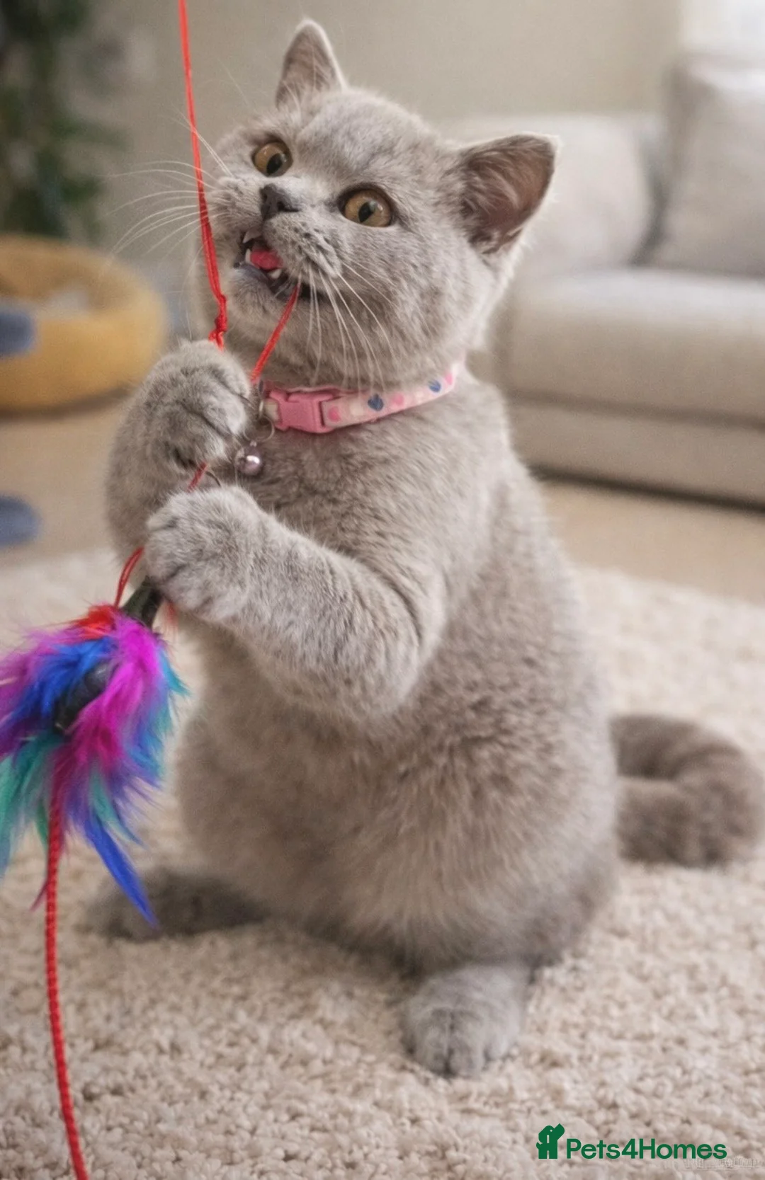 British Shorthair cats for sale: RARE Flame Point And Fawn Lilac British Shorthairs - Advert 9