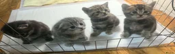 Scottish Fold cats for sale: Scottish fold kittens  - Advert 24