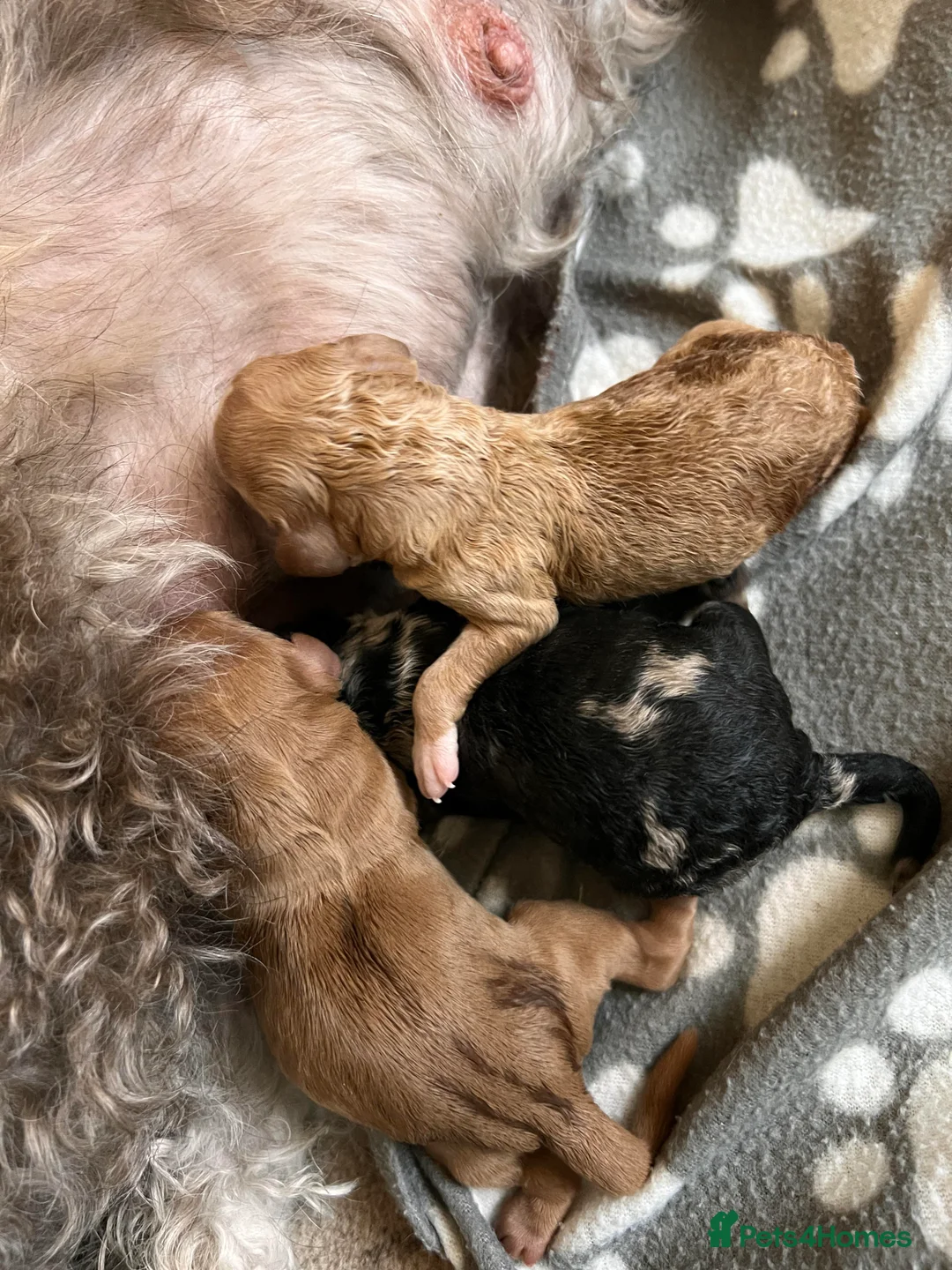 Miniature Poodle dogs for stud: Stunning Red Poodle for Stud in Motherwell - Advert 6