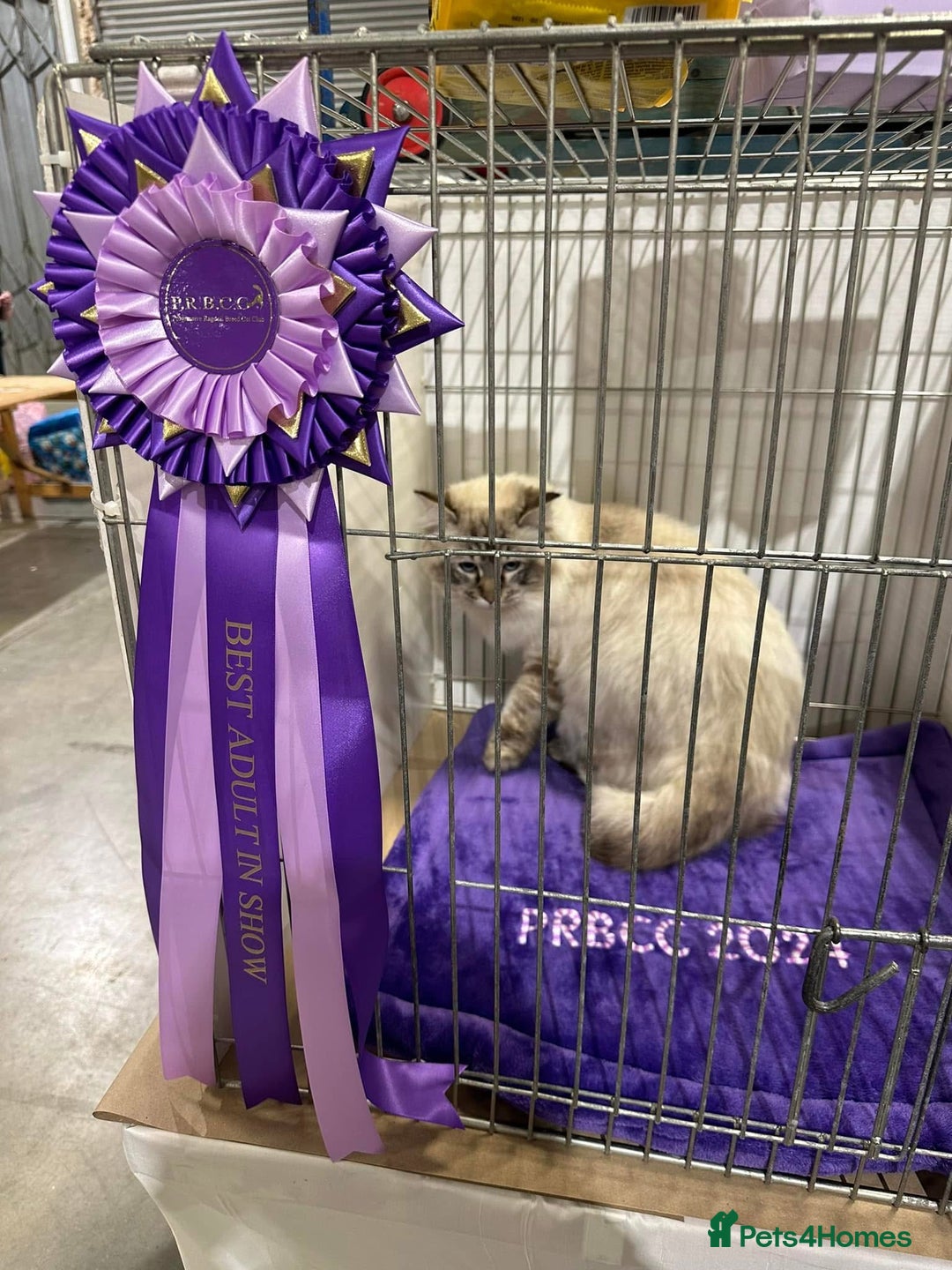 Ragdoll cats for sale: Gccf registered ragdoll male  - Advert 1