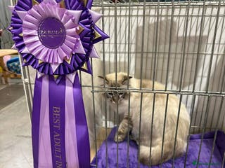 Ragdoll cats Gccf registered ragdoll male - Advert 4