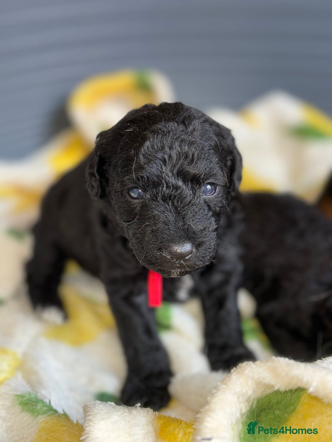 Mixed Breed dogs for sale: Foxipoo puppy’s  - Image 15