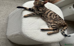 Bengal cats for sale: Bengal cat - Image 3