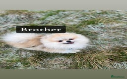 Pomeranian dogs for sale: ICE white Pomeranian girl READY NOW  - Image 15