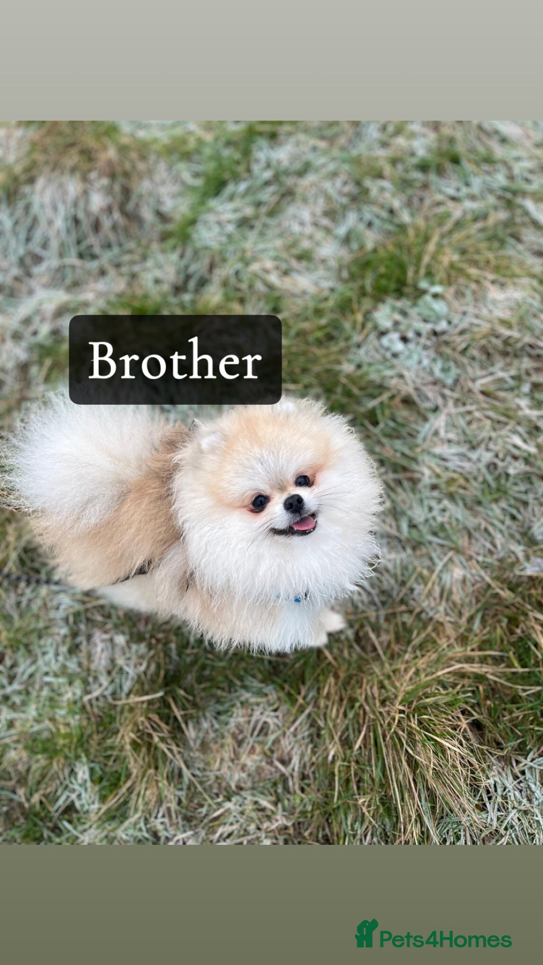 Pomeranian dogs for sale: ICE white Pomeranian girl READY NOW  - Image 15
