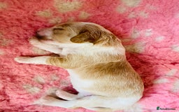 Cockapoo dogs for sale: Cocker Spaniel x Cockapoo Puppies Ready Soon  - Image 15