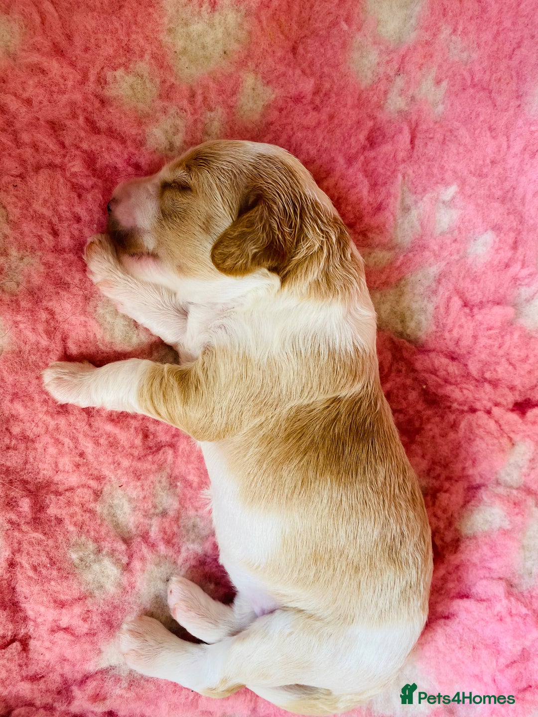 Cockapoo dogs for sale: Cocker Spaniel x Cockapoo Puppies Ready Soon  - Image 15
