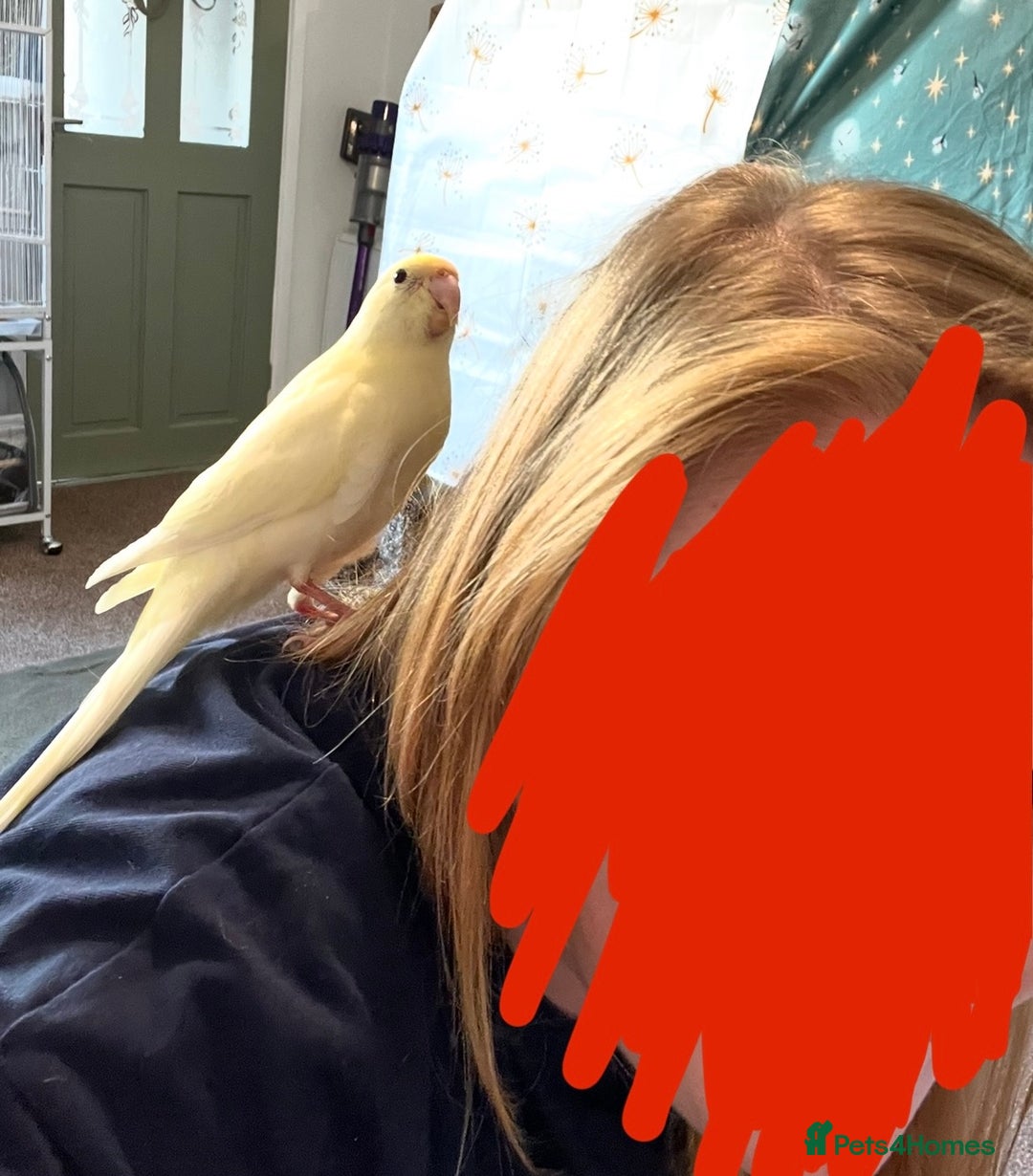 Parakeets birds for sale: Hand reared kakarikis - Image 1