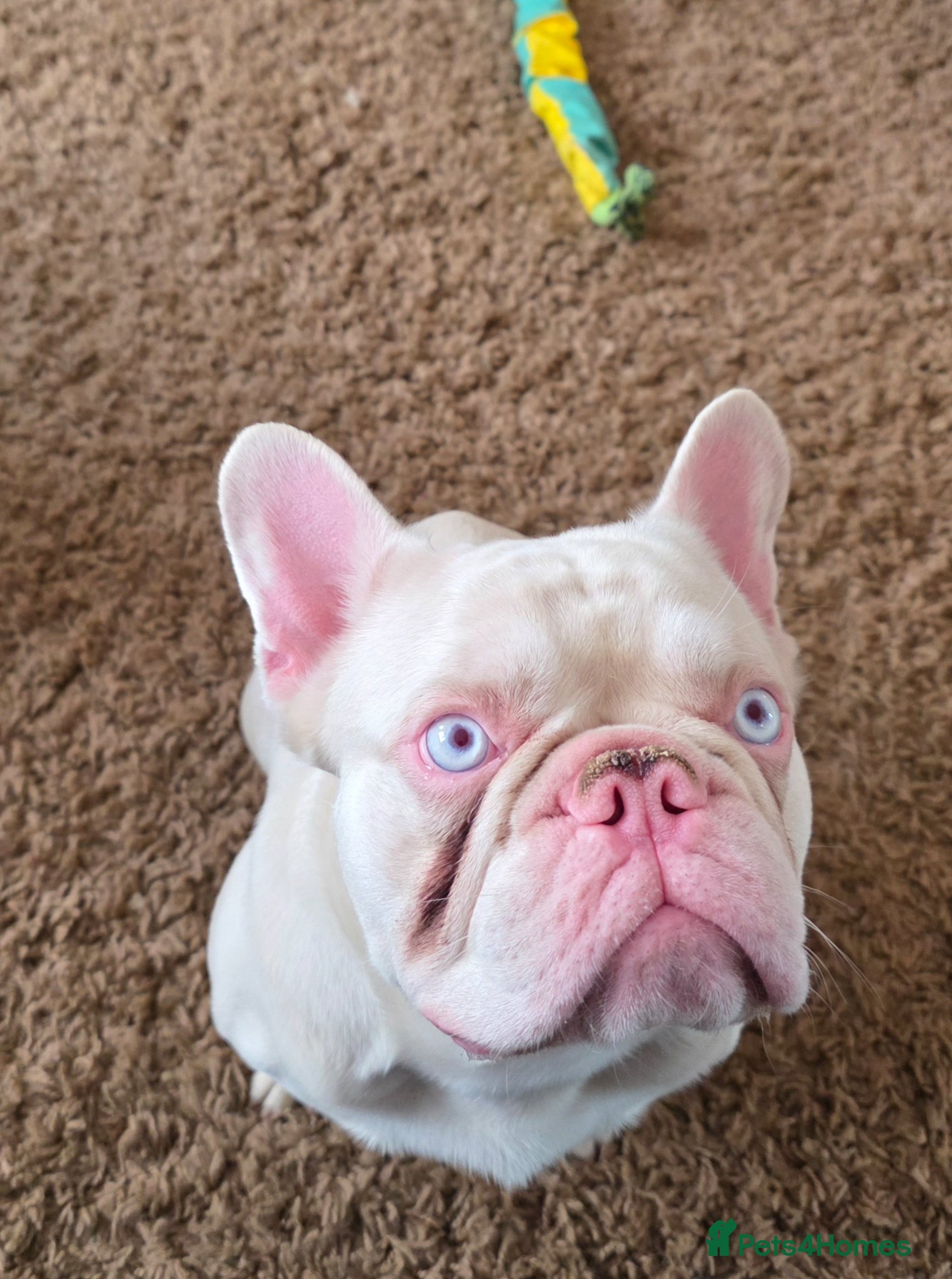 French Bulldog dogs 2yr old French-bulldog Boy - Advert 1