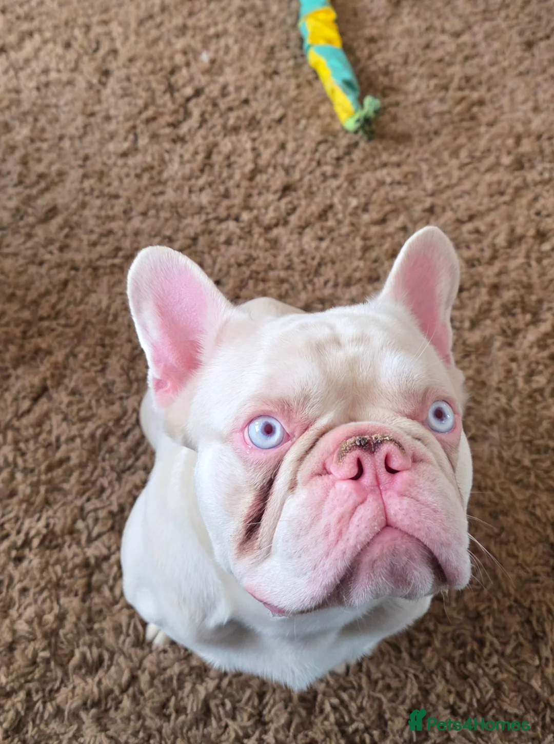 French Bulldog dogs for sale: 2yr old French-bulldog Boy in Kettering - Advert 1